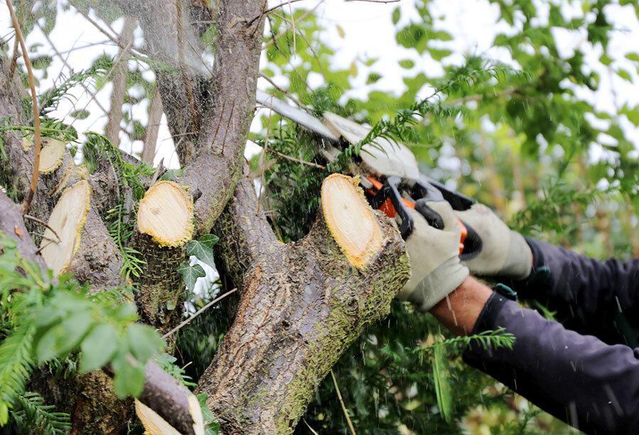 Bäume regelmässig zurückschneiden, damit Äste nicht das Dach beschädigen